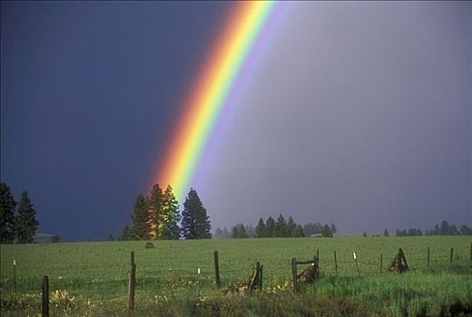 彩虹,上方,牧场,华盛顿,美国
