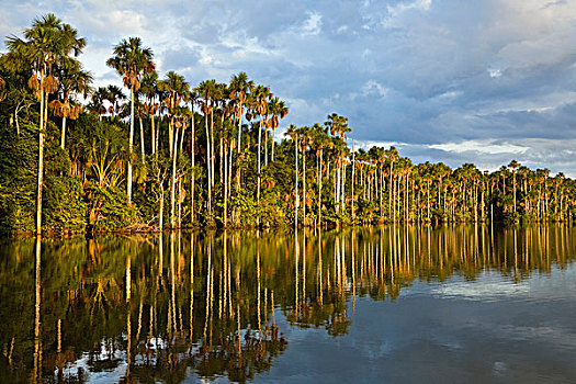 雨林,塔博帕塔河,秘鲁