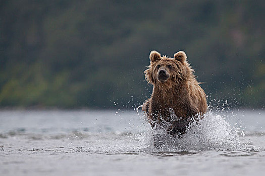 棕熊,猎捕,堪察加半岛,俄罗斯,欧洲