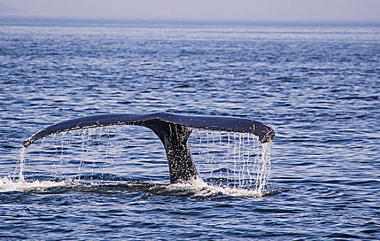 驼背鲸,大翅鲸属,鲸鱼,尾部,海湾地区,圣劳伦斯,魁北克,加拿大