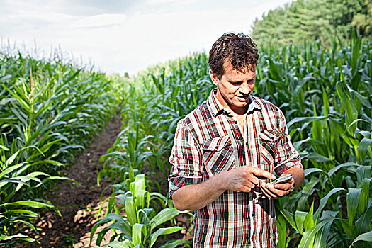 农民,站立,作物,智能手机