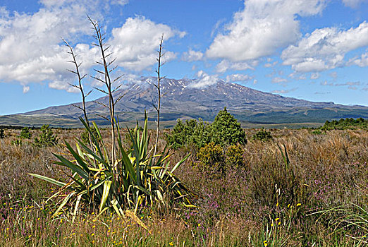 风景,鲁阿佩胡火山,公路,山,亚麻,前景,东加里罗国家公园,北岛,新西兰