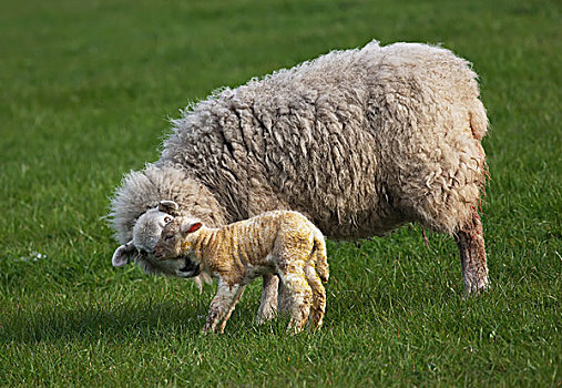 绵羊,羊羔,诺森伯兰郡,英格兰