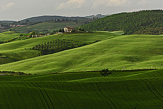 农业,区域,托斯卡纳,意大利