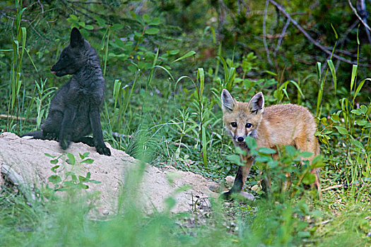 红狐,幼仔,巢穴,场所,冰川国家公园,蒙大拿