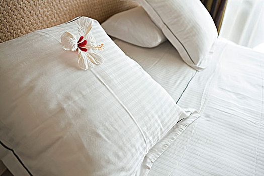 白色,木槿,头状花序,枕头