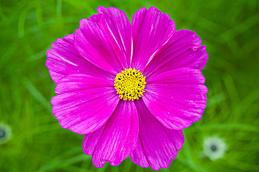 鲜明,紫色,雏菊,花,青草,背景,聚焦