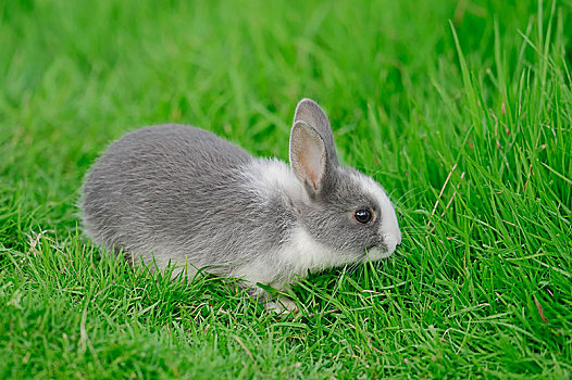 迷你兔,兔豚鼠属,幼兽,牧场,北莱茵威斯特伐利亚,德国,欧洲