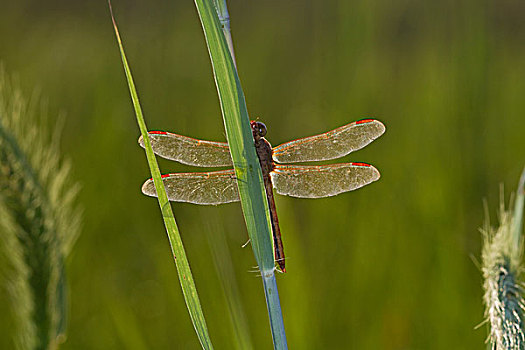 蜻蜓,蜻属,栖息,靠近,湿地