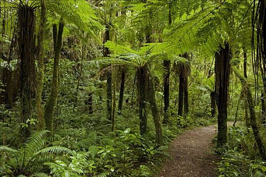 小路,雨林,卡胡朗吉国家公园,西海岸,南岛,新西兰