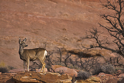 白尾鹿,站立,石头,峡谷地国家公园,犹他,美国