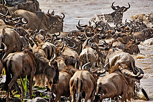 巨大,牧群,角马,马拉河,南,坦桑尼亚,马塞马拉野生动物保护区,肯尼亚