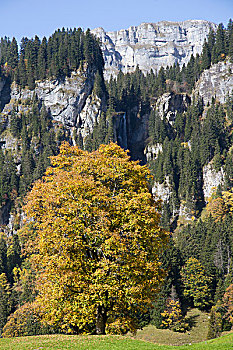 悬铃木,格拉鲁斯,阿尔卑斯山,瑞士,欧洲