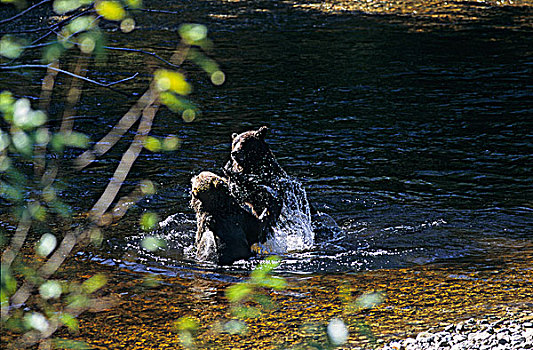 大灰熊,打闹,西海岸,不列颠哥伦比亚省,加拿大