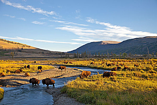 野牛,牧群,山谷,黄石国家公园,怀俄明