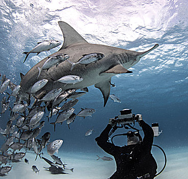 水下视角,潜水,摄影,槌头双髻鲨,海底,城镇,巴哈马