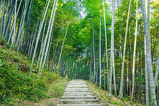 安徽木坑竹海的竹林小路