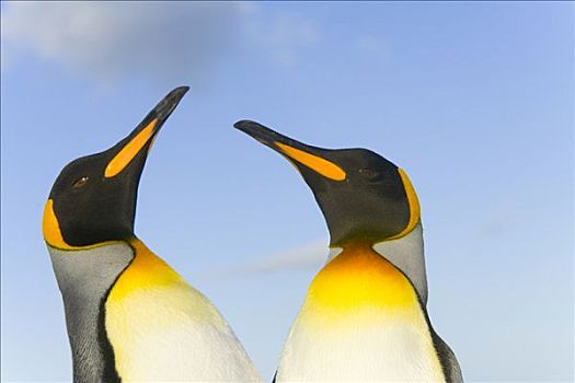 帝企鹅,互动,南乔治亚,南大洋,南极辐合带