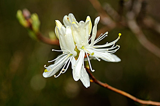 白色,杜鹃花属植物