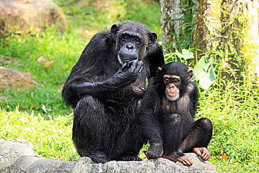 黑猩猩,类人猿,成年,女性,年轻,新加坡,亚洲