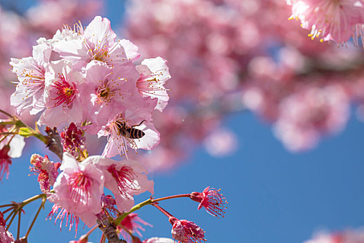 湾樱花季,武陵农场千樱园,盛开的樱花,蜜蜂采花蜜