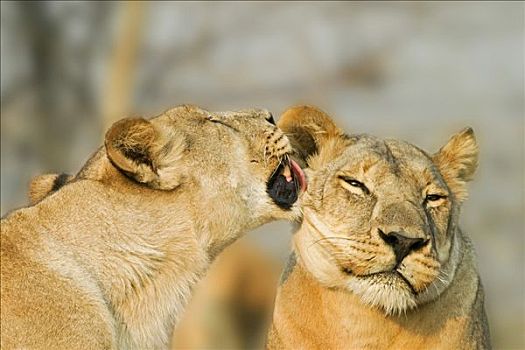 雌狮,狮子,舔,一个,萨维提,乔贝国家公园,博茨瓦纳,非洲