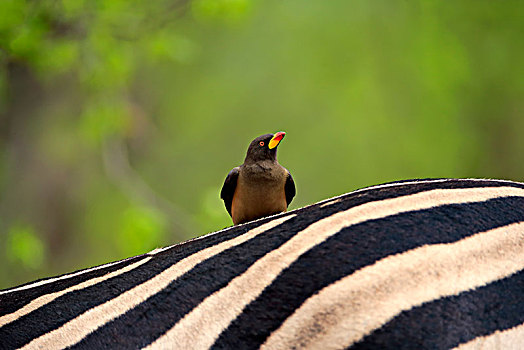 红嘴牛椋鸟,成年,坐,背影,草原,斑马,马,共生现象,克鲁格国家公园,南非,非洲