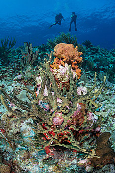潜水,探索,礁石,生活,坎佩切,墨西哥
