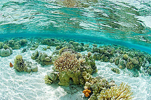 珊瑚,岛屿,密克罗尼西亚,太平洋