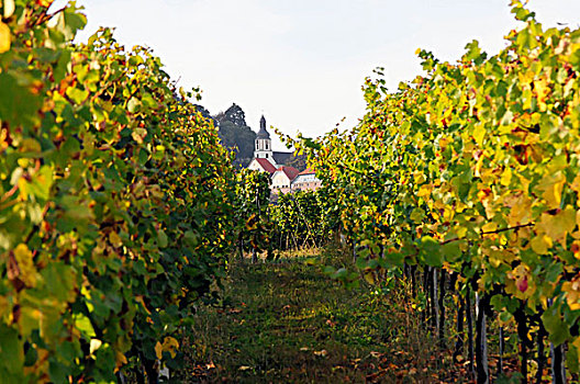 葡萄,丰收,2009年,巴登符腾堡,德国,欧洲