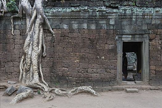 树,根部,遗址,塔普伦寺,庙宇,收获,柬埔寨,东南亚