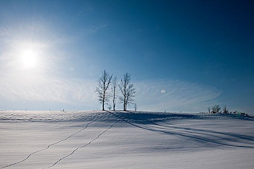 三个,树,雪原