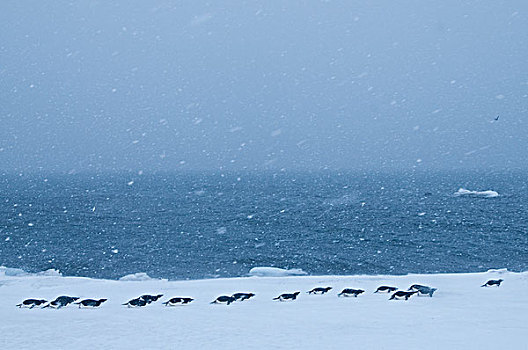 阿德利企鹅,群,南极