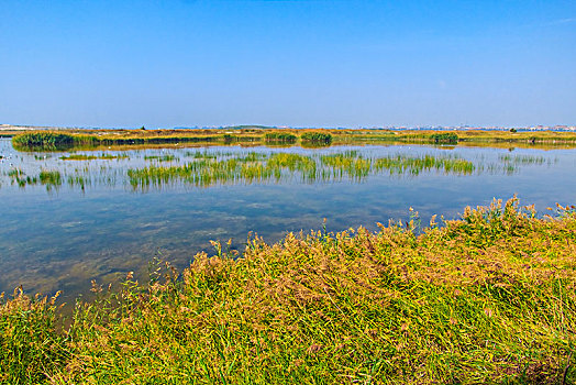 沙湖湿地景观