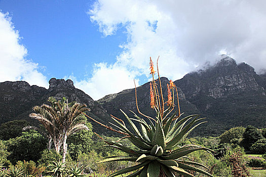 龙舌兰属植物,桌山,开普敦,南非