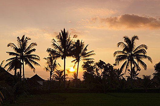 日落,后面,椰树,乌布,巴厘岛,印度尼西亚,亚洲