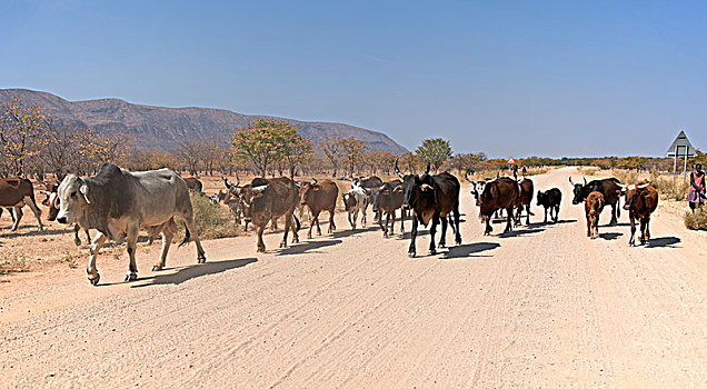 畜群,碎石路,考科韦尔德,纳米比亚,非洲