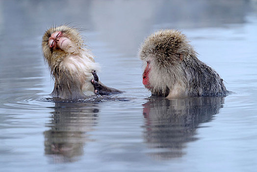 日本猕猴,雪猴,沐浴,温泉,年轻,长野,日本,亚洲