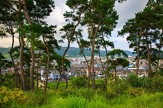 俯瞰,古镇,古村,山村,松树