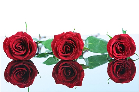 三个,红玫瑰,隔绝,影象,表面