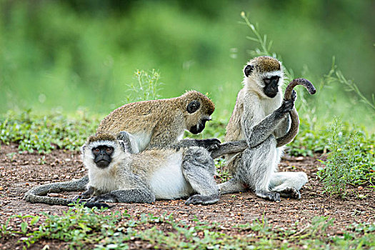 长尾黑颚猴,相互,湖,国家公园,乌干达,非洲