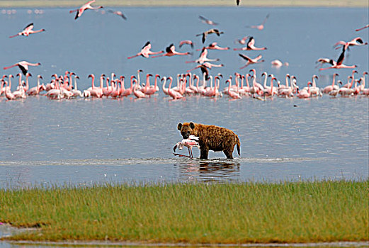 斑点,鬣狗,成年,火烈鸟,捕食,嘴,纳库鲁湖国家公园,肯尼亚,非洲