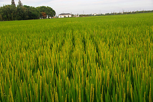 稻花香,稻米