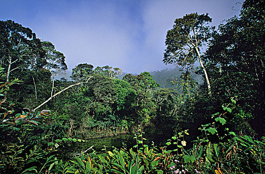 热带雨林,马达加斯加,非洲