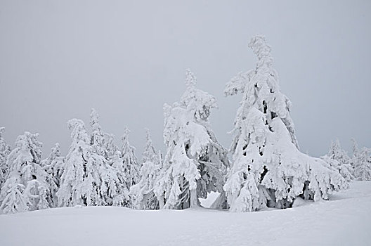 雪,遮盖,松树,布罗肯,山,雾,哈尔茨山,萨克森安哈尔特,德国,欧洲
