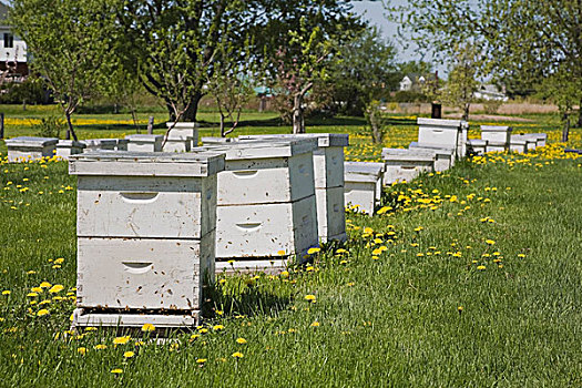 魁北克,加拿大,蜂巢,产生,蜂蜜,蜂场,农场