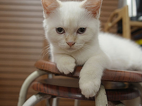 白色的猫咪虎斑猫
