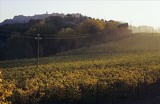 葡萄种植园,意大利