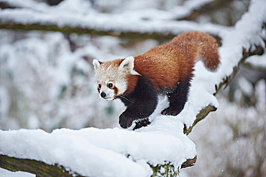 小猫熊,小熊猫,走,雪,树枝,冬天,德国