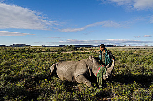 白犀牛,克鲁格国家公园,兽医,服务,自然保护区,南非